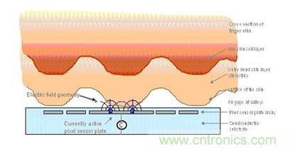 黑客竟能從手指照片復(fù)制指紋，指紋識(shí)別還安全嗎？
