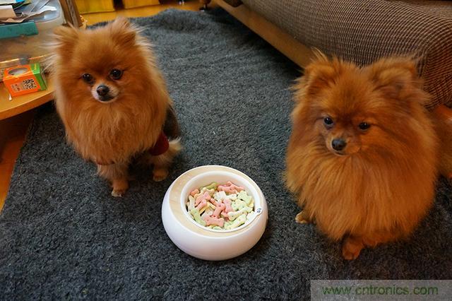 科學喂養(yǎng)從狗娃做起&mdash;&mdash;逗愛乖乖碗測試