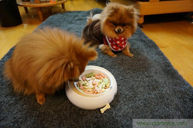 科學喂養(yǎng)從狗娃做起&mdash;&mdash;逗愛乖乖碗測試