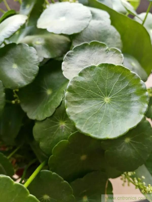 手機單鏡頭和雙鏡頭設計有什么區別？