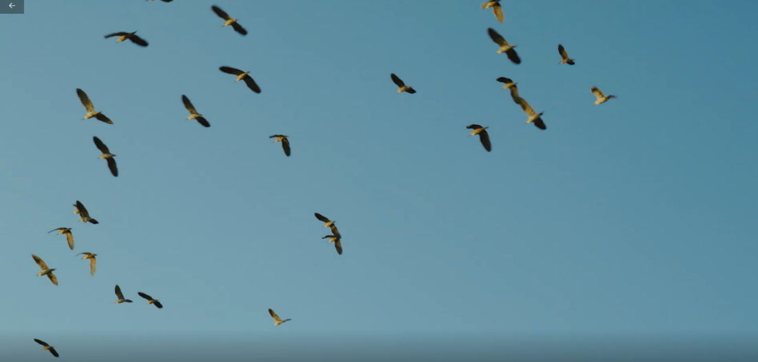 世界濕地日：海康威視攜手一個地球自然基金會，在上海守護這個重要“驛站”