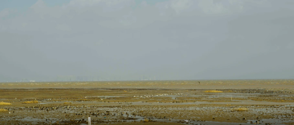 世界濕地日：海康威視攜手一個地球自然基金會，在上海守護這個重要“驛站”